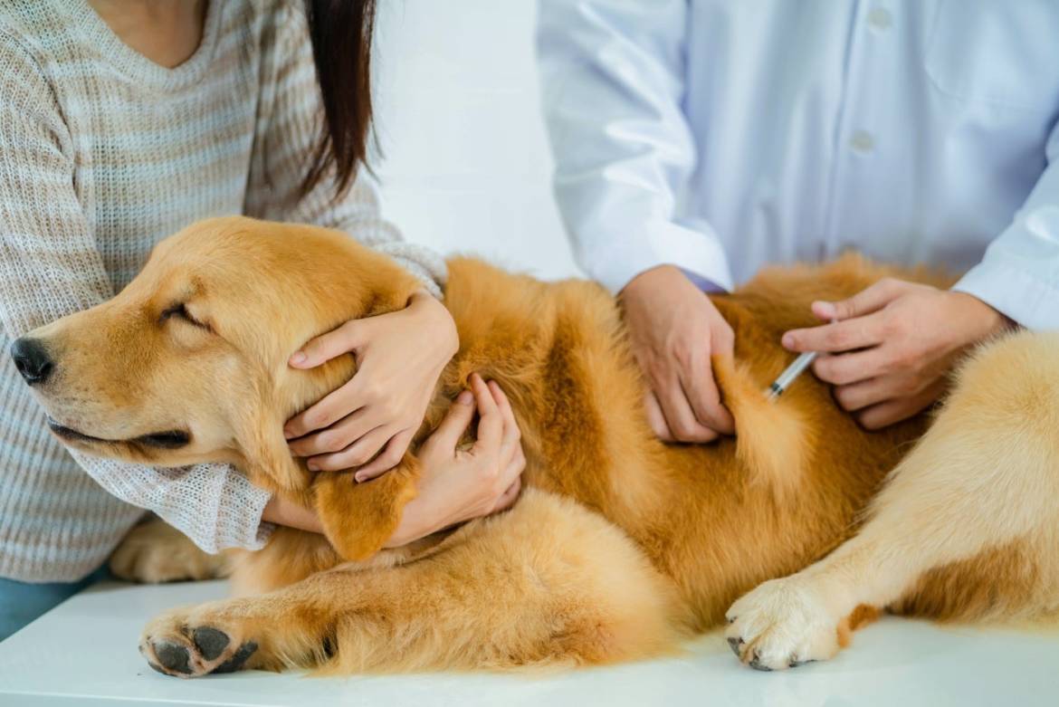 Vaccination & Prévention