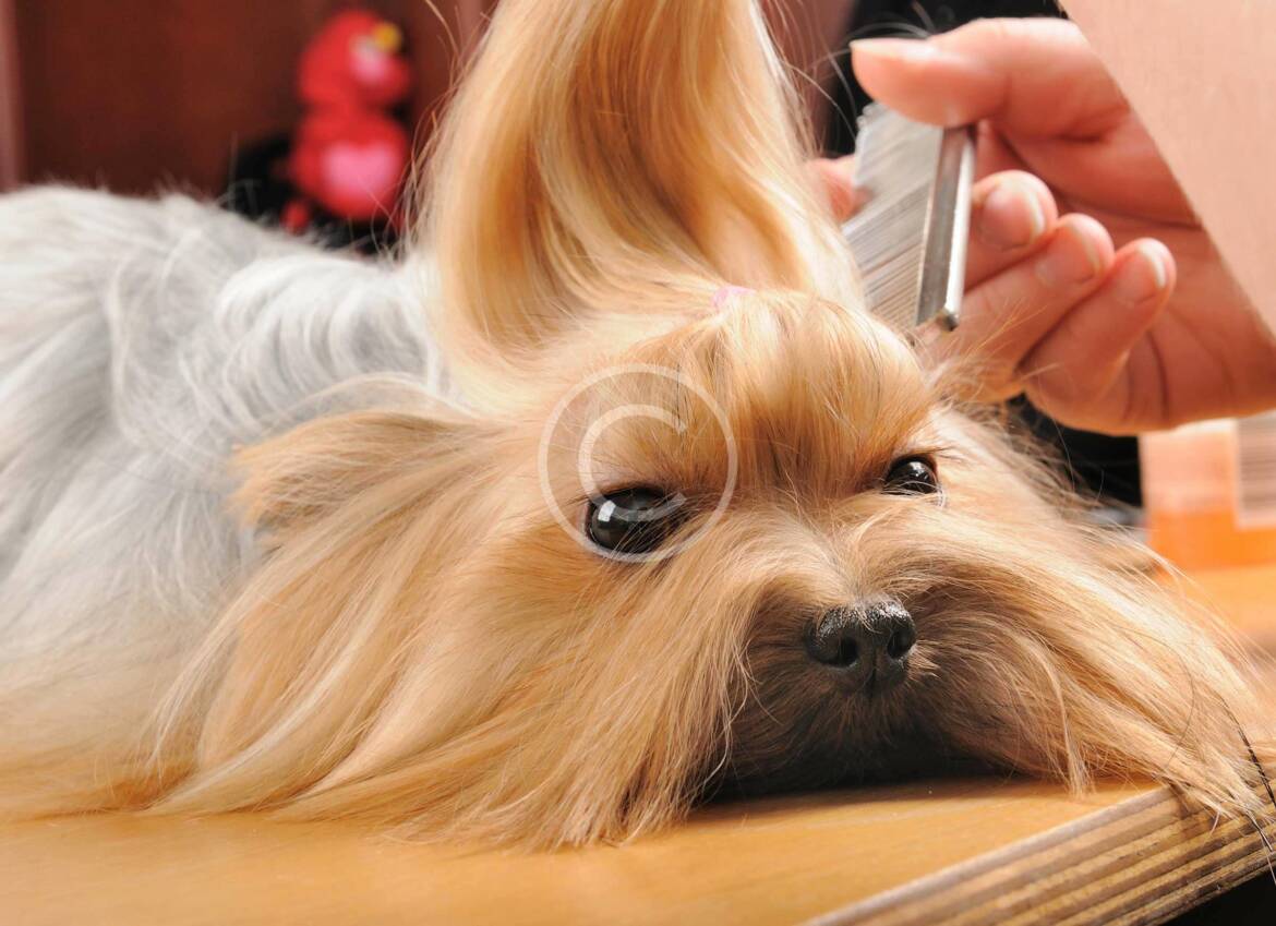 Trendy Hairstyles For your Dog