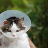 cat-with-cone.jpg