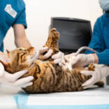 close-up-doctor-checking-cat-s-belly-1.jpg