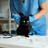 close-up-on-veterinarian-taking-care-of-cat.jpg