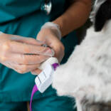 close-up-on-veterinarian-taking-care-of-dog.jpg