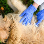 high-angle-shot-of-veterinarians-doing-medical-checkup-on-golden-retriever.jpg